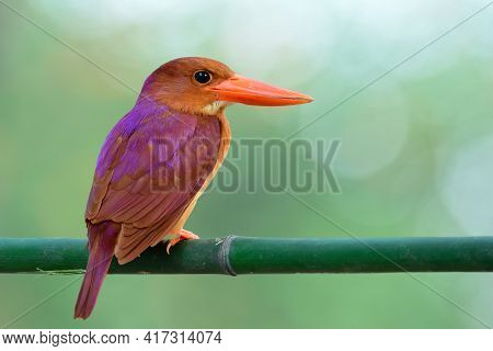 Beautiful Red Beaks, Vivid Brown And Purple Shade Feathers On Its Back During Migration Passing Thro