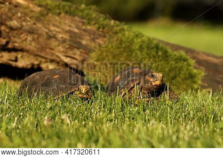 A Pair Of Red-footed Tortoises (chelonoidis Carbonaria) In The Green Grass With A Brown Branch In Th