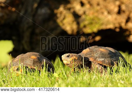 A Pair Of Red-footed Tortoises (chelonoidis Carbonaria) In The Green Grass With A Brown Branch In Th