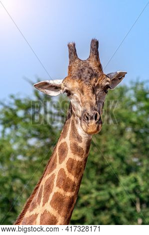 Front View Close-up Of A Giraffe In Front Of Some Big Green Trees