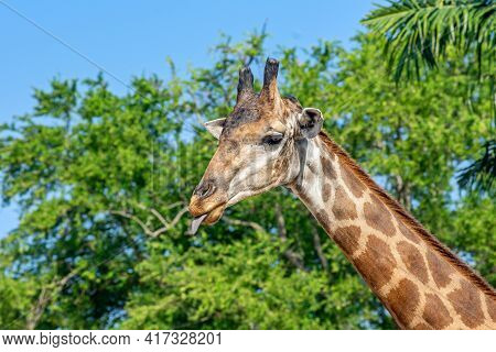 Side View Close-up Of A Giraffe In Front Of Some Big Green Trees