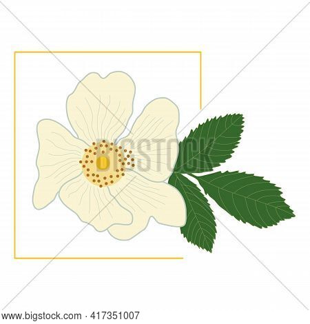 White Rose Hip Flower With Green Leaf In A Yellow Frame. Delicate Petals Of A Blossoming Dog-rose Bu