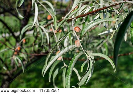 Silver Leaves And Small Ripe Fruits Or Berries Of Elaeagnus Angustifolia Plant, Commonly Called Wild