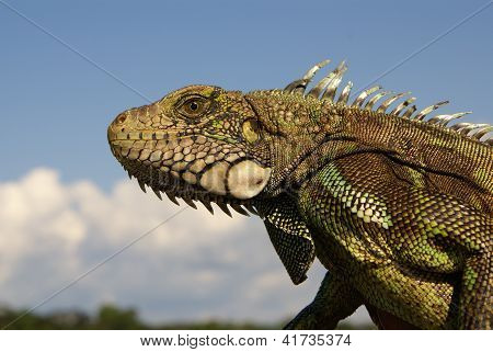 Um close de um Iguana colorido que se parece com seu sorrindo para a câmera na Amazônia