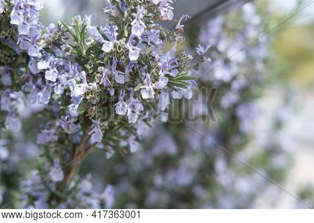 Small Blue Violet Flowers Lobelia, Floral Background