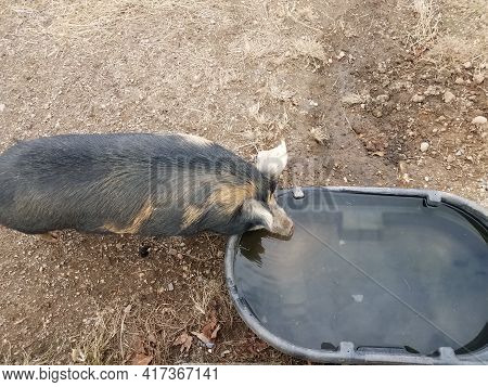 Black Pig Drinking From Water Container Or Trough With Mud