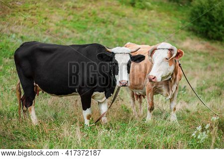 Two Cows Eat In The Field. Simmental Cow Grazes Peacefully In An Open Field.