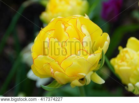 Close Up Of A Beautiful Double Late Tulip 'akebono' Yellow Flower At Full Bloom