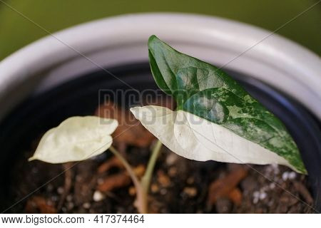 Beautiful White And Dark Green Leaf Of Syngonium Podophyllium Albo Variegated Plant