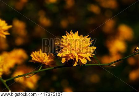 Yellow Keria Flowers Bloom On A Twig