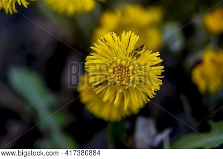 Yellow And Pretty Flowers Of Coltsfoot (tussilago Farfara)
