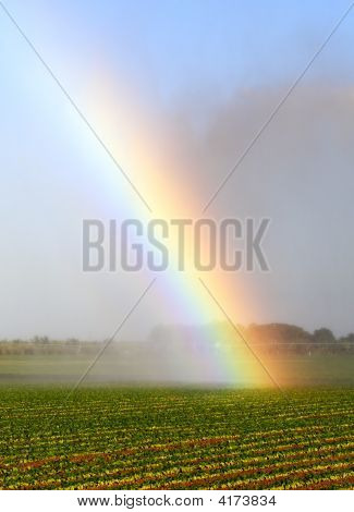 Pé do arco-íris no campo