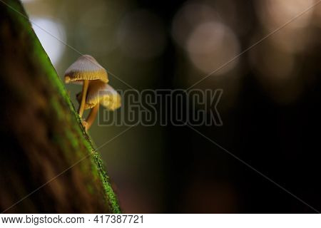 Fungus On A Tree In The Netherlands