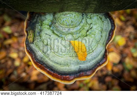 Tinder Fungus With Leaves In Autumn In The Netherlands