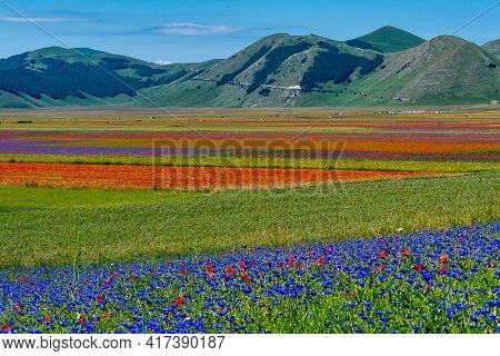 Lentil Flowering With Poppies And Cornflowers In Castelluccio Di Norcia, National Park Sibillini Mou