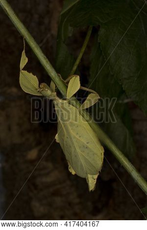 The Leaf Insect  (phyllium Celebicum) In Terrarium.