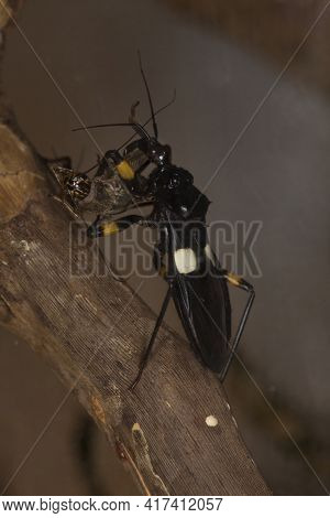 Two-spotted Assassin Bug (platymeris Biguttatus) In Terrarium.