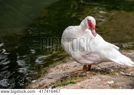 White And Black Duck With Red Head, The Muscovy Duck, Standing On The Shore Of The Pond. The Muscovy