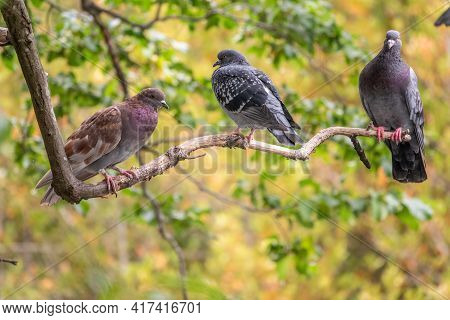Three Pigeons Sitting On A Tree Branch On Green Background. Domestic Pigeon Bird And Green Blurred N