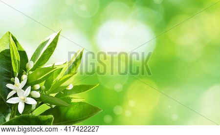 Orange White Flowers In The Corner Of Spring Blurred Sunny Background. Citrus Tree In Bloom. Neroli 