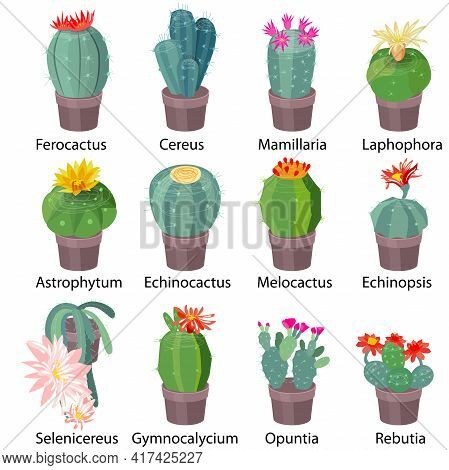 Set With 16 Different Succulents For Interior Decorating With Real Latin Names. Cactuses In Flower P