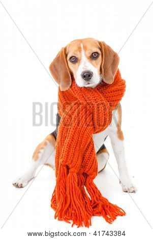 Winter-Hund-Konzept für Ihre Haustiere warm zu halten.