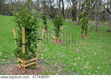 A Special Type Of Fixing Newly Planted Trees In The Park. Conifers Have Trunks Tied To Four Poles Fo