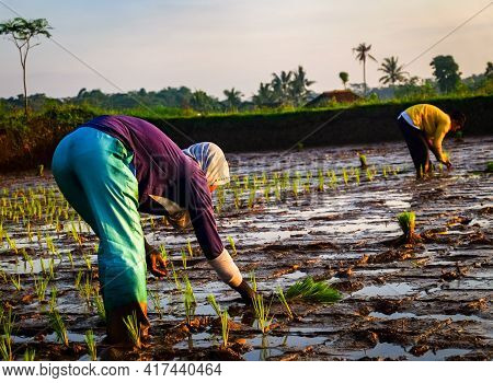Portraitsl Of Indonesia Farmer In The Fields, Sumedang,indonesia (26-04-2921)