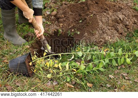 Seedlings Of Garden Blueberries In A Pot Before Planting In The Ground. Gardener Prepares A Pit
