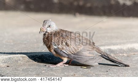 Sick Dove Bird Lives In A Park.