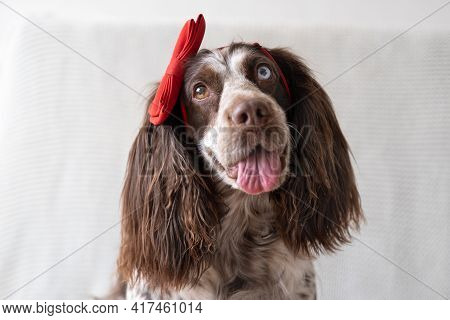 Brown Russian Spaniel Dog Lying On Couch In Red Bow On Head. Valentine Day.