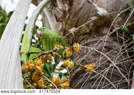 Maritaca Bird From Brazil, Beautiful Bird In Brazil Feeding On Coconut, Selective Focus.