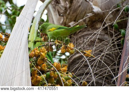 Maritaca Bird From Brazil, Beautiful Bird In Brazil Feeding On Coconut, Selective Focus.