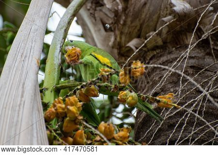 Maritaca Bird From Brazil, Beautiful Bird In Brazil Feeding On Coconut, Selective Focus.