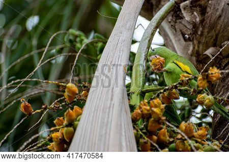 Maritaca Bird From Brazil, Beautiful Bird In Brazil Feeding On Coconut, Selective Focus.