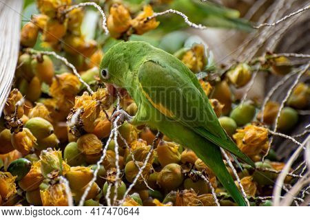 Maritaca Bird From Brazil, Beautiful Bird In Brazil Feeding On Coconut, Selective Focus.