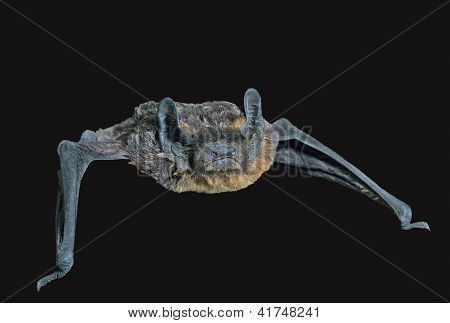 Piccolo pipistrello