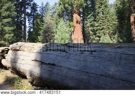 California / Usa - August 23, 2015: A Truk Cut Detail Of A Giant Sequoia Tree In The Sequoia Nationa