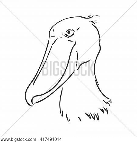 Hand Drawn Sketch Style Shoebill. Vector Illustration Isolated On White Background.