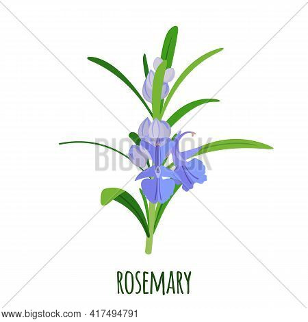 Vector Rosemary Sprigs Icon In Flat Style Isolated On White Background.