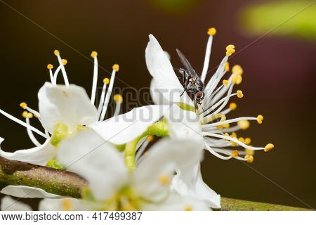 Anthomyiidae Root-eating Delia Genus Fly On A White Plum Fruit Tree Flower Petal In Spring Garden.