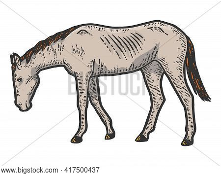 Thin And Exhausted Horse. Sketch Scratch Board Imitation Color.