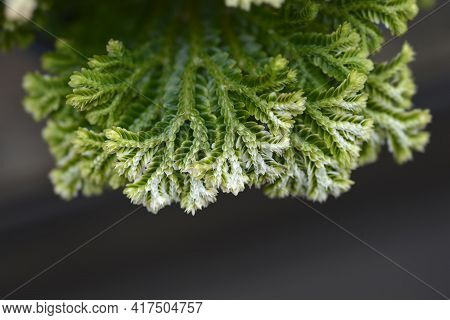 Martenss Spike Moss - Latin Name - Selaginella Martensii