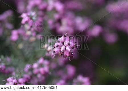 Darley Dale Heath - Latin Name - Erica * Darleyensis Darley Dale