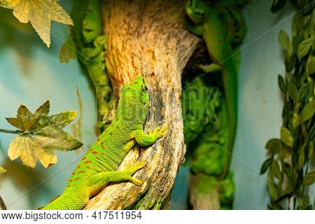 A Small Green And Yellow Madagascar Day Gecko Sit On The Branch Close-up. Reptile Phelsuma Breathes 