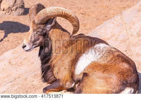 European Mouflon Close-up Basking In The Sun Lying On A Rock. Domestic Sheep