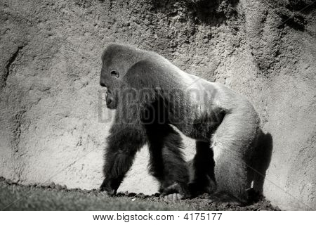 Gorilla Wandern, in schwarz und weiß