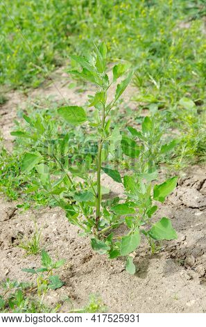 Atriplex Plant Grows In A Meadow On A Summer Day