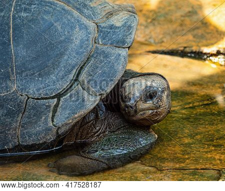 Aldabra Giant Tortoise, Curieuse Marine National Park, Curieuse Island, Seychelles