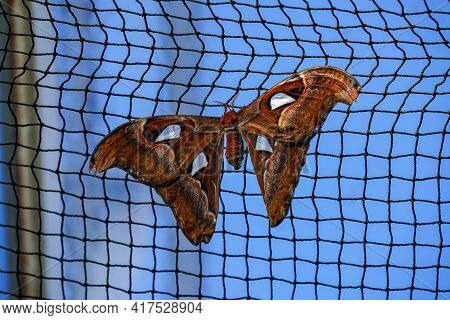 Atlas Moth, Attacus Atlas, These Are The Largest Moths In The World With A Wingspan From 10-12 Inche